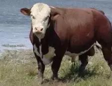 Казахстан белогол раса на крави