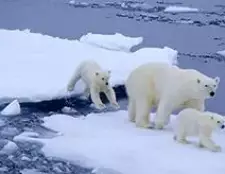 Краток опис на поларната мечка