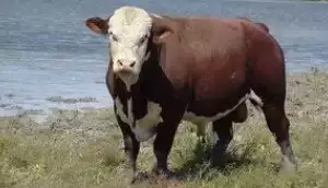 Казахстан белогол раса на крави