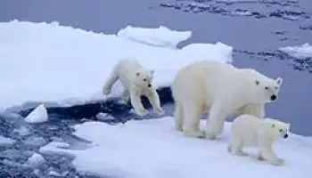 Краток опис на поларната мечка